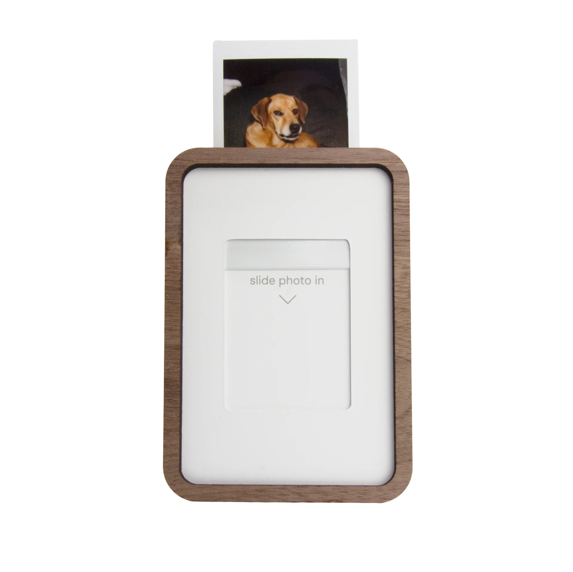 An instax mini photo of a dog sliding into the top of a walnut Pop-up Frame